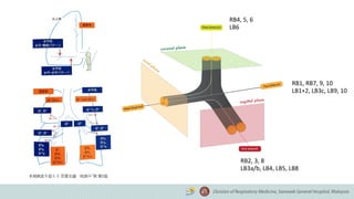 RB1, RB7, 9, 10
LB1+2, LB3c, LB9, 10
RB2, 3, 8
LB3a/b, LB4, LB5, LB8
RB4, 5, 6
LB6
末梢病変を捉える 気管支鏡“枝読み”術 第2版
 