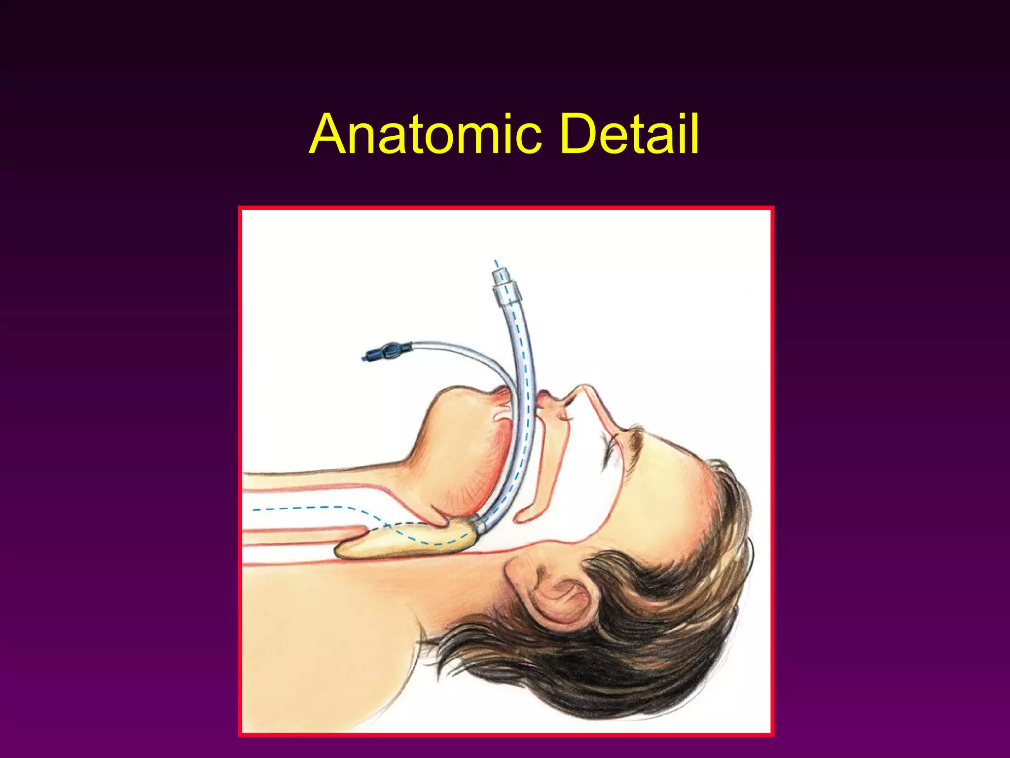 Anatomic Detail
 