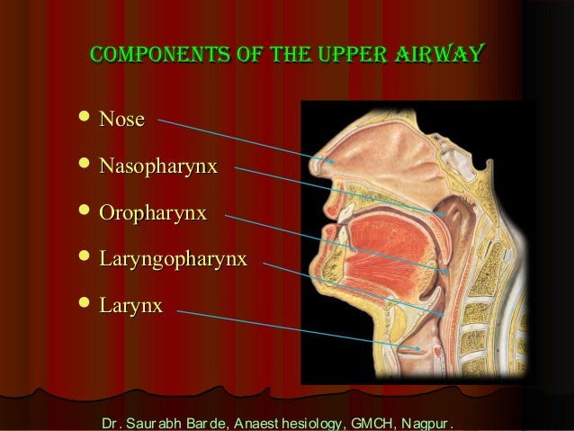 Airway anatomy yes no diagram ppt 