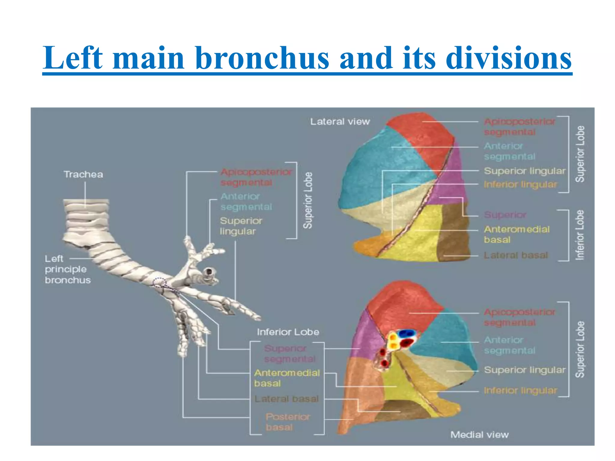 Airway anatomy | PPTX