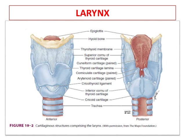 Airway anatomy