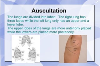 Auscultation The lungs are divided into lobes.  The right lung has three lobes while the left lung only has an upper and a lower lobe.  The upper lobes of the lungs are more anteriorly placed while the lowers are placed more posteriorly. 