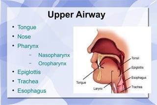 Upper Airway Tongue Nose   Pharynx Nasopharynx Oropharynx Epiglottis Trachea Esophagus 
