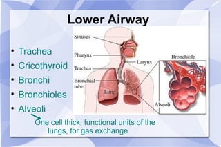 Lower Airway Trachea Cricothyroid  Bronchi  Bronchioles Alveoli One cell thick, functional units of the lungs, for gas exchange 