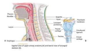 Sagittal view of upper airway anatomy (A) and lateral view of laryngeal
skeleton (B).
 