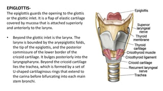 EPIGLOTTIS-
The epiglottis guards the opening to the glottis
or the glottic inlet. It is a flap of elastic cartilage
covered by mucosa that is attached superiorly
and anteriorly to the larynx.
• Beyond the glottic inlet is the larynx. The
larynx is bounded by the aryepiglottic folds,
the tip of the epiglottis, and the posterior
commissure of the lower border of the
cricoid cartilage. It bulges posteriorly into the
laryngopharynx. Beyond the cricoid cartilage
lies the trachea, which is formed by a set of
U-shaped cartilaginous rings that extend to
the carina before bifurcating into each main
stem bronchi.
 