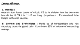 Lower Airway :
a. Trachea :
extends from lower border of cricoid C6 to its division into the two main
bronchi i.e till T4 it is 11-13 cm long .(Importance : Endotracheal tube
lodges in the mid trachea)
b. Bronchi and Bronchioles : Made up of fibrocartilage and has
secretory bronchial gland cells. Constitutes 25% of volume of conducting
airways.
 