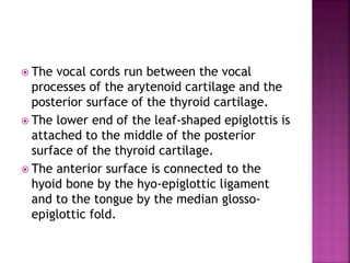  The vocal cords run between the vocal
processes of the arytenoid cartilage and the
posterior surface of the thyroid cartilage.
 The lower end of the leaf-shaped epiglottis is
attached to the middle of the posterior
surface of the thyroid cartilage.
 The anterior surface is connected to the
hyoid bone by the hyo-epiglottic ligament
and to the tongue by the median glosso-
epiglottic fold.
 
