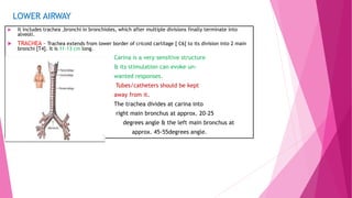 LOWER AIRWAY
 It includes trachea ,bronchi in bronchioles, which after multiple divisions finally terminate into
alveoli.
 TRACHEA – Trachea extends from lower border of cricoid cartilage [ C6] to its division into 2 main
bronchi [T4]. It is 11-13 cm long.
 Carina is a very sensitive structure
 & its stimulation can evoke un-
 wanted responses.
 Tubes/catheters should be kept
 away from it.
 The trachea divides at carina into
 right main bronchus at approx. 20-25
 degrees angle & the left main bronchus at
 approx. 45-55degrees angle.
 