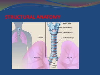 STRUCTURAL ANATOMY
 