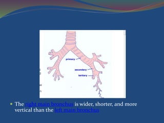  The right main bronchus is wider, shorter, and more
vertical than the left main bronchus
 