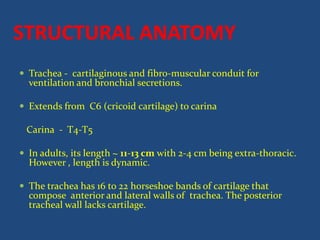 STRUCTURAL ANATOMY
 Trachea - cartilaginous and fibro-muscular conduit for
ventilation and bronchial secretions.
 Extends from C6 (cricoid cartilage) to carina
Carina - T4-T5
 In adults, its length ~ 11-13 cm with 2-4 cm being extra-thoracic.
However , length is dynamic.
 The trachea has 16 to 22 horseshoe bands of cartilage that
compose anterior and lateral walls of trachea. The posterior
tracheal wall lacks cartilage.
 