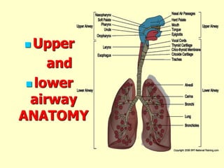  Upper
and
 lower
airway
ANATOMY
 