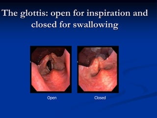 The glottis: open for inspiration and
closed for swallowing
Open Closed
 