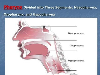 Pharynx Divided into Three Segments: Nasopharynx,
Oropharynx, and Hypopharynx
 