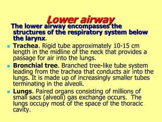 Lower airwayThe lower airway encompasses the
structures of the respiratory system below
the larynx.
 Trachea. Rigid tube approximately 10-15 cm
length in the midline of the neck that provides a
passage for air into the lungs.
 Bronchial tree. Branched tree-like tube system
leading from the trachea that conducts air into the
lungs. It is made up of increasingly smaller tubes
terminating in the alveoli.
 Lungs. Paired organs consisting of millions of
small sacs (alveoli) gas exchange occurs. The
lungs occupy most of the space of the thoracic
cavity.
 