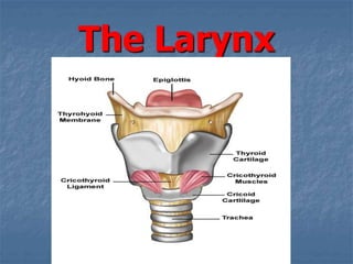 The Larynx
 