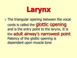 Larynx
 The triangular opening between the vocal
cords is called the glottic opening
and is the entry point to the larynx, It is
the adult airway’s narrowest point.
Patency of the glottic opening is
dependent upon muscle tone
 