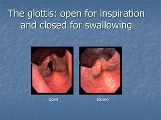 The glottis: open for inspiration
and closed for swallowing
Open Closed
 