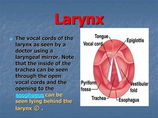 Larynx
 The vocal cords of the
larynx as seen by a
doctor using a
laryngeal mirror. Note
that the inside of the
trachea can be seen
through the open
vocal cords and the
opening to the
esophagus can be
seen lying behind the
larynx .©
 