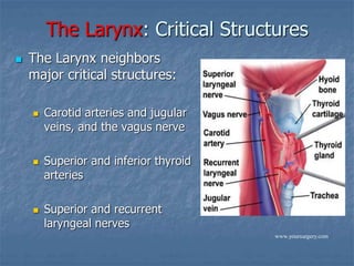 The Larynx: Critical Structures
 The Larynx neighbors
major critical structures:
 Carotid arteries and jugular
veins, and the vagus nerve
 Superior and inferior thyroid
arteries
 Superior and recurrent
laryngeal nerves
www.yoursurgery.com
 