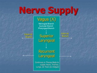 Nerve Supply
Vagus (X)
Superior
Laryngeal
Recurrent
Laryngeal
Continues in Thorax/Abdo to
supply Heart, Trachea,
Lungs, GI Tract (to midgut)
Internal
Branch
External
Branch
Meningeal Branch
Auricular Branch
Pharyngeal Branch
 