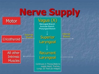 Nerve Supply
Vagus (X)
Superior
Laryngeal
Recurrent
Laryngeal
Continues in Thorax/Abdo to
supply Heart, Trachea,
Lungs, GI Tract (to midgut)
Cricothyroid
Internal
Branch
External
Branch
All other
Intrinsic
Muscles
Motor Meningeal Branch
Auricular Branch
Pharyngeal Branch
 