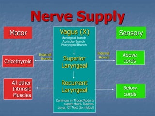 Nerve Supply
Vagus (X)
Superior
Laryngeal
Recurrent
Laryngeal
Continues in Thorax/Abdo to
supply Heart, Trachea,
Lungs, GI Tract (to midgut)
Above
cords
Below
cords
Cricothyroid
Internal
Branch
External
Branch
All other
Intrinsic
Muscles
SensoryMotor Meningeal Branch
Auricular Branch
Pharyngeal Branch
 