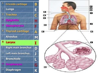 BCricoids cartilage
1
ELungs2
CTrachea3
HEpiglottis4
FNasopharynx5
AThyroid cartilage6
MAlveolus7
ILarynx8
DRight main bronchus9
JLeft main bronchus10
LBronchiole11
GOropharynx12
KDiaphragm13
 