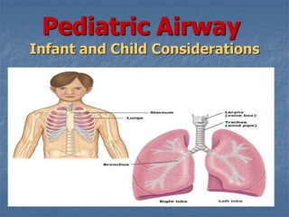 Pediatric Airway
Infant and Child Considerations
 