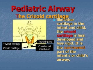 Pediatric Airway
The Cricoid cartilage
 like other
cartilage in the
infant and child,
the cricoid
cartilage is less
developed and
less rigid. It is
the narrowest
part of the
infant’s or child’s
airway.
Cricothyroid
membrane
Thyroid gland
Thyroid cartilage
Cricoid cartilage
 