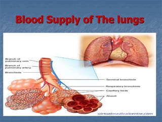 Blood Supply of The lungs
 