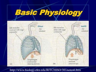 Basic Physiology
http://www.biology.eku.edu/RITCHISO/301notes6.htm
 