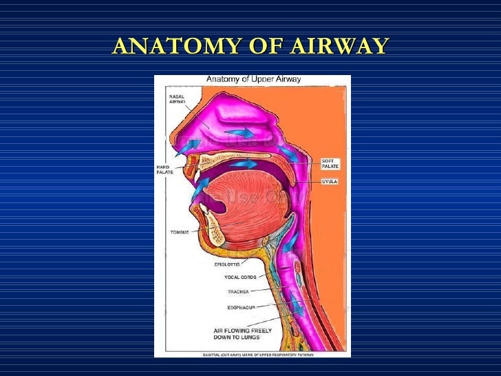 Airway management