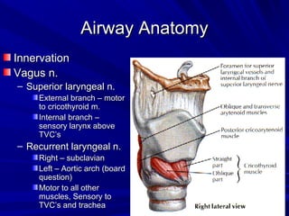 Airway AnatomyAirway Anatomy
InnervationInnervation
Vagus n.Vagus n.
– Superior laryngeal n.Superior laryngeal n.
External branch – motorExternal branch – motor
to cricothyroid m.to cricothyroid m.
Internal branch –Internal branch –
sensory larynx abovesensory larynx above
TVC’sTVC’s
– Recurrent laryngeal n.Recurrent laryngeal n.
Right – subclavianRight – subclavian
Left – Aortic arch (boardLeft – Aortic arch (board
question)question)
Motor to all otherMotor to all other
muscles, Sensory tomuscles, Sensory to
TVC’s and tracheaTVC’s and trachea
 