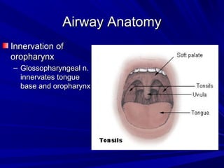 Airway AnatomyAirway Anatomy
Innervation ofInnervation of
oropharynxoropharynx
– Glossopharyngeal n.Glossopharyngeal n.
innervates tongueinnervates tongue
base and oropharynxbase and oropharynx
 