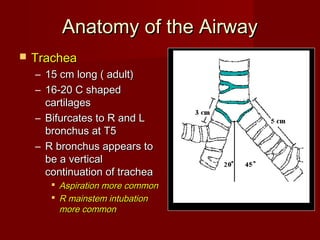 Anatomy of the AirwayAnatomy of the Airway
 TracheaTrachea
– 15 cm long ( adult)15 cm long ( adult)
– 16-20 C shaped16-20 C shaped
cartilagescartilages
– Bifurcates to R and LBifurcates to R and L
bronchus at T5bronchus at T5
– R bronchus appears toR bronchus appears to
be a verticalbe a vertical
continuation of tracheacontinuation of trachea
 Aspiration more commonAspiration more common
 R mainstem intubationR mainstem intubation
more commonmore common
 