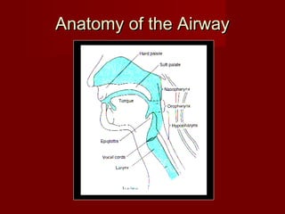 Anatomy of the AirwayAnatomy of the Airway
 