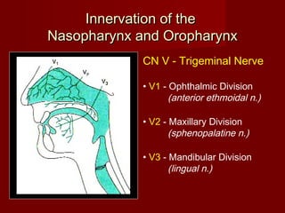 Innervation of theInnervation of the
Nasopharynx and OropharynxNasopharynx and Oropharynx
CN V - Trigeminal Nerve
• V1 - Ophthalmic Division
(anterior ethmoidal n.)
• V2 - Maxillary Division
(sphenopalatine n.)
• V3 - Mandibular Division
(lingual n.)
 