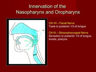 Innervation of theInnervation of the
Nasopharynx and OropharynxNasopharynx and Oropharynx
CN VII – Facial Nerve
Taste to posterior 1/3 of tongue
CN IX – Glossopharyngeal Nerve
Sensation to posterior 1/3 of tongue,
tonsils, pharynx
 