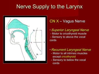 Nerve Supply to the LarynxNerve Supply to the Larynx
CN XCN X – Vagus Nerve– Vagus Nerve
• Superior Laryngeal NerveSuperior Laryngeal Nerve
- Motor to cricothyroid muscle- Motor to cricothyroid muscle
- Sensory to above the vocal- Sensory to above the vocal
cordscords
• Recurrent Laryngeal NerveRecurrent Laryngeal Nerve
- Motor to all intrinsic muscles- Motor to all intrinsic muscles
exceptexcept cricothyroidcricothyroid
- Sensory to below the vocal- Sensory to below the vocal
cordscords
 