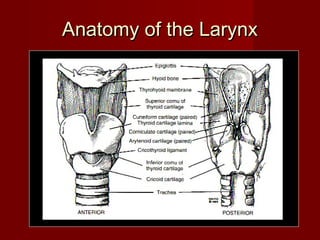 Anatomy of the LarynxAnatomy of the Larynx
 