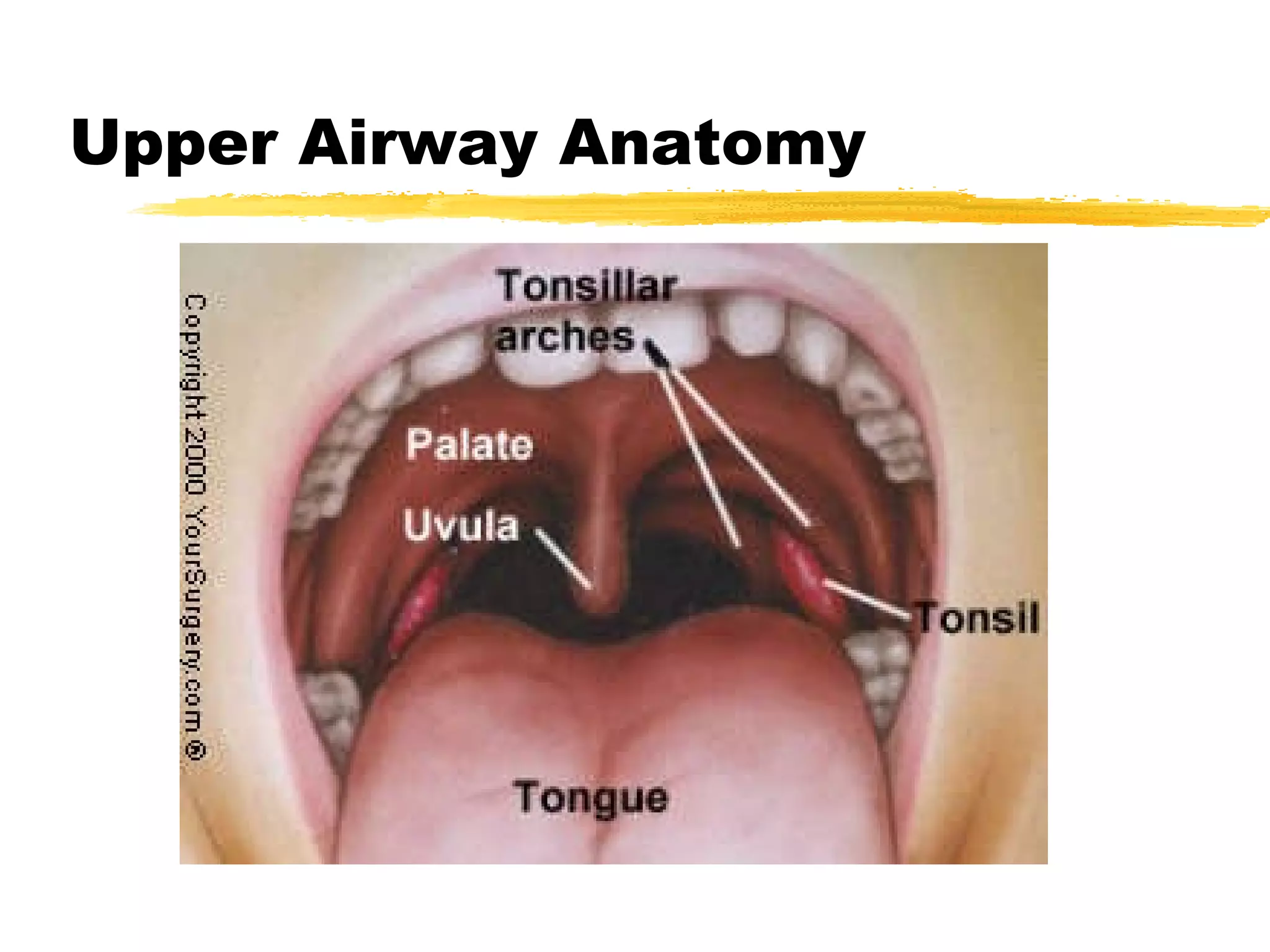 Upper Airway Anatomy 