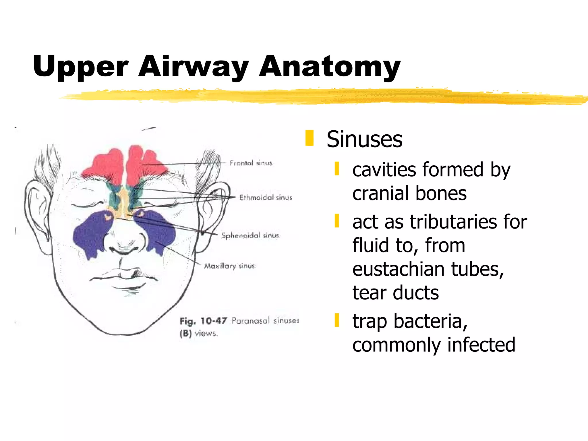 Upper Airway Anatomy Sinuses cavities formed by cranial bones act as tributaries for fluid to, from eustachian tubes,  tear ducts trap bacteria, commonly infected 