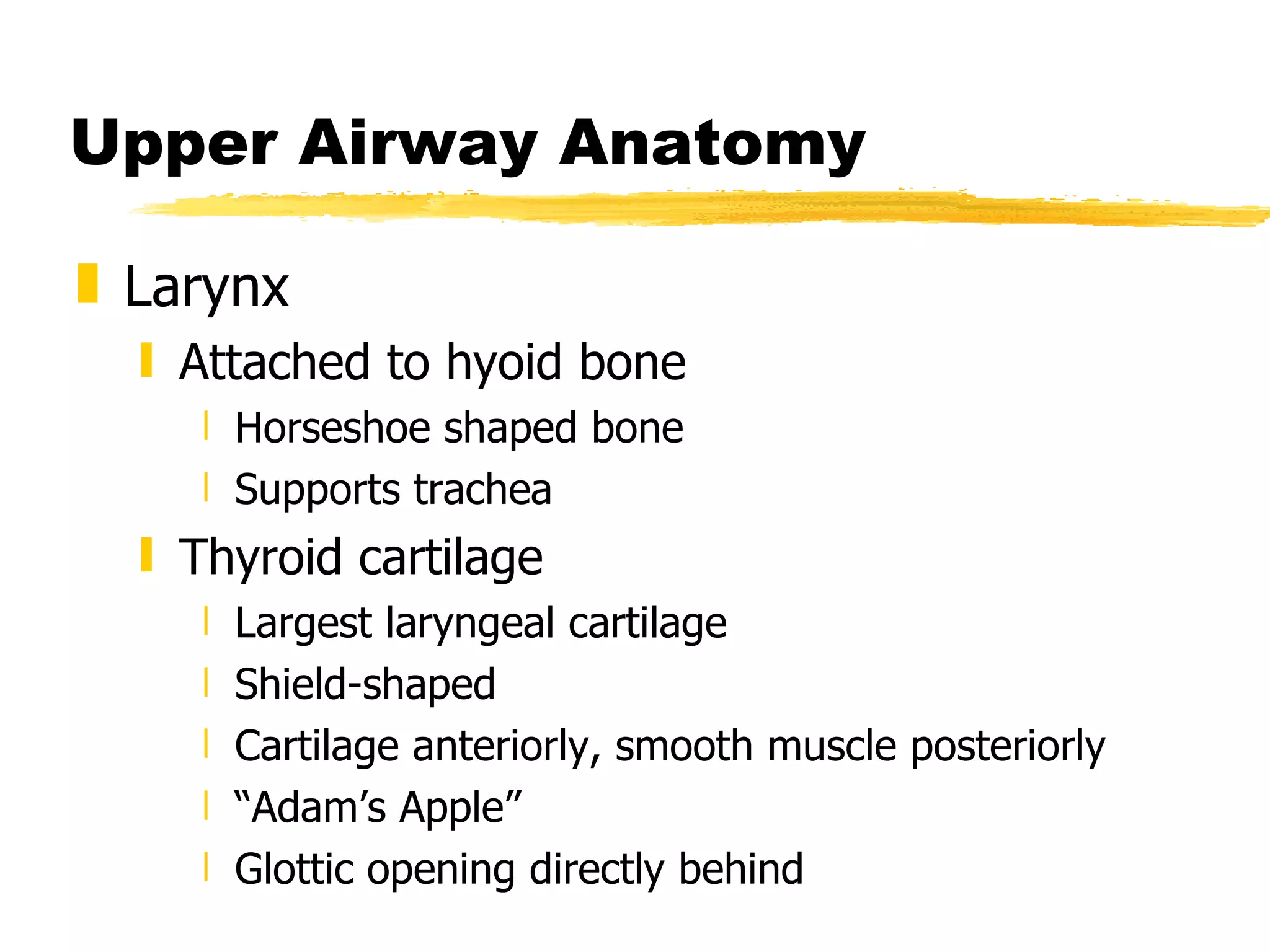 Upper Airway Anatomy Larynx Attached to hyoid bone Horseshoe shaped bone Supports trachea Thyroid cartilage Largest laryngeal cartilage Shield-shaped Cartilage anteriorly, smooth muscle posteriorly “ Adam’s Apple” Glottic opening directly behind 