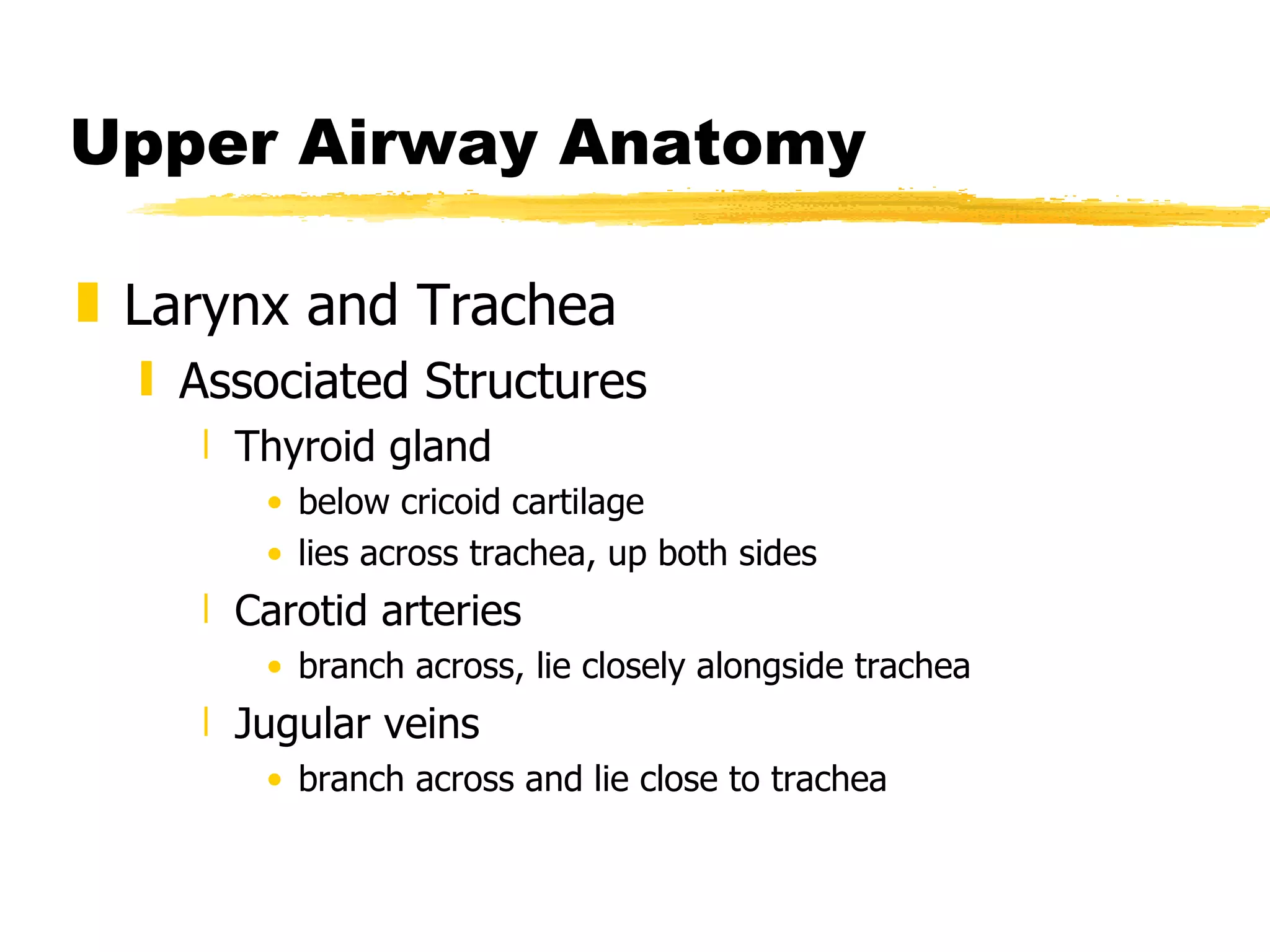 Upper Airway Anatomy Larynx and Trachea Associated Structures Thyroid gland below cricoid cartilage lies across trachea, up both sides Carotid arteries branch across, lie closely alongside trachea Jugular veins branch across and lie close to trachea 
