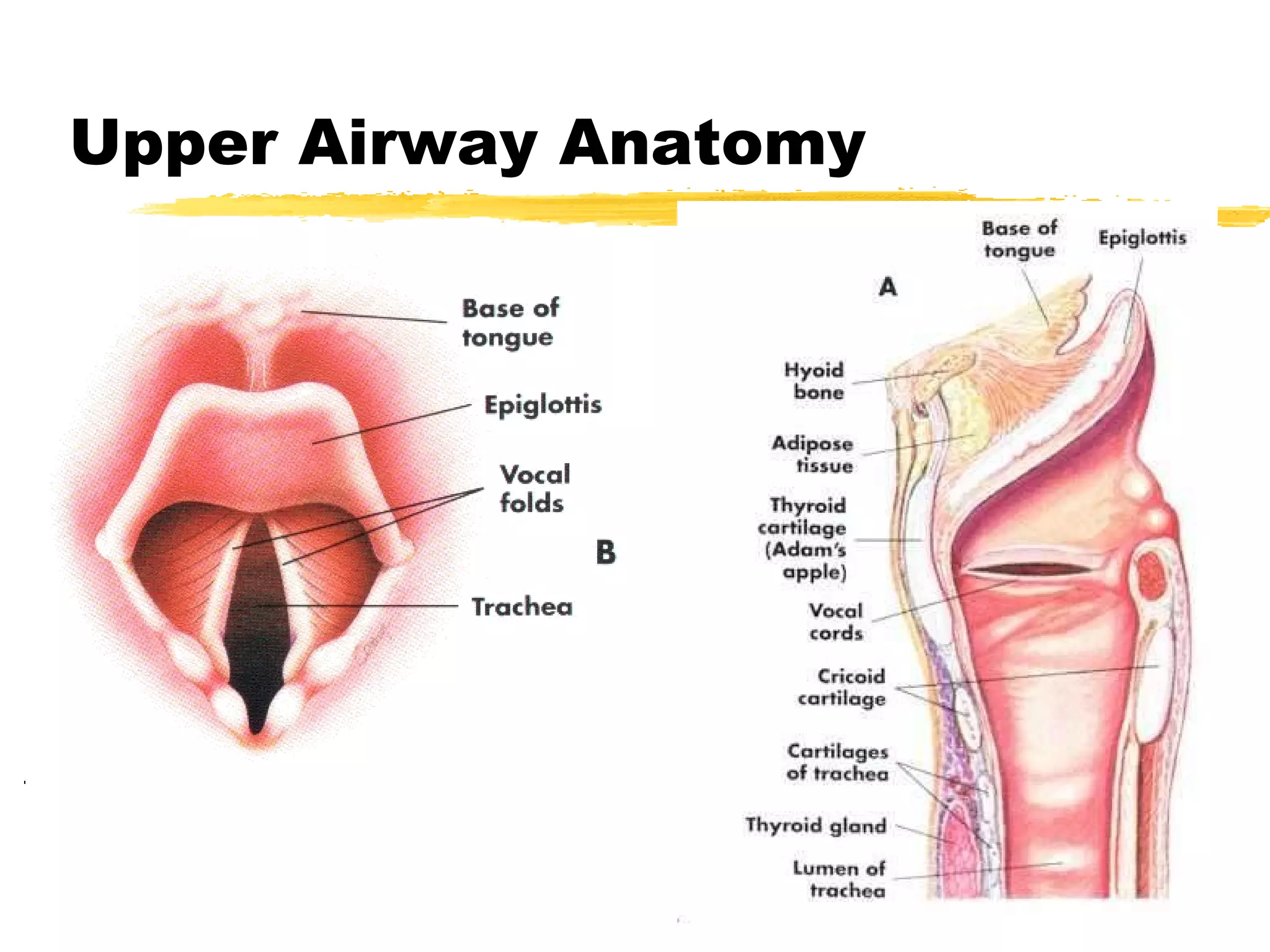 Upper Airway Anatomy 