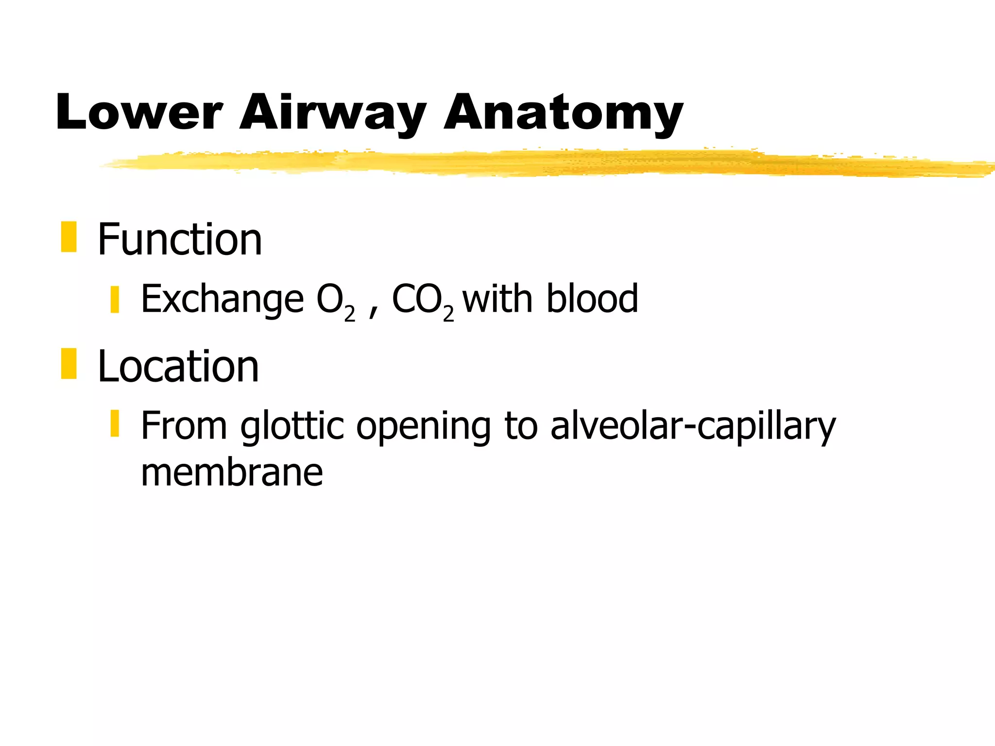 Lower Airway Anatomy Function Exchange O 2  , CO 2  with blood Location From glottic opening to alveolar-capillary membrane 