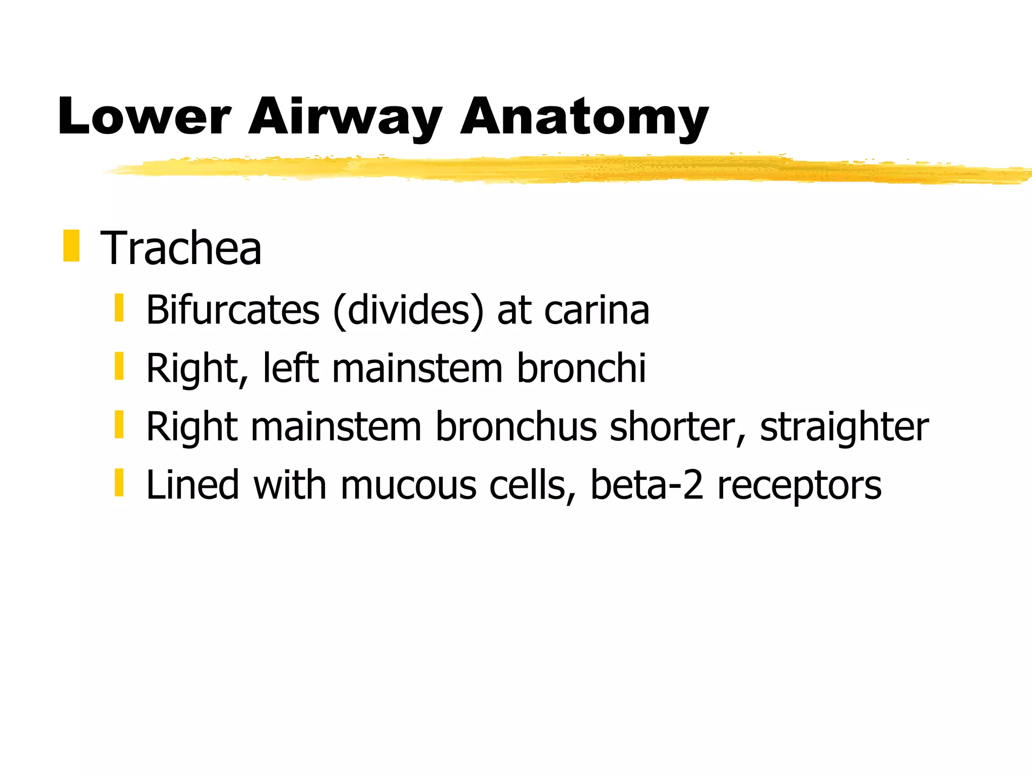Lower Airway Anatomy Trachea Bifurcates (divides) at carina Right, left mainstem bronchi Right mainstem bronchus shorter, straighter Lined with mucous cells, beta-2 receptors 