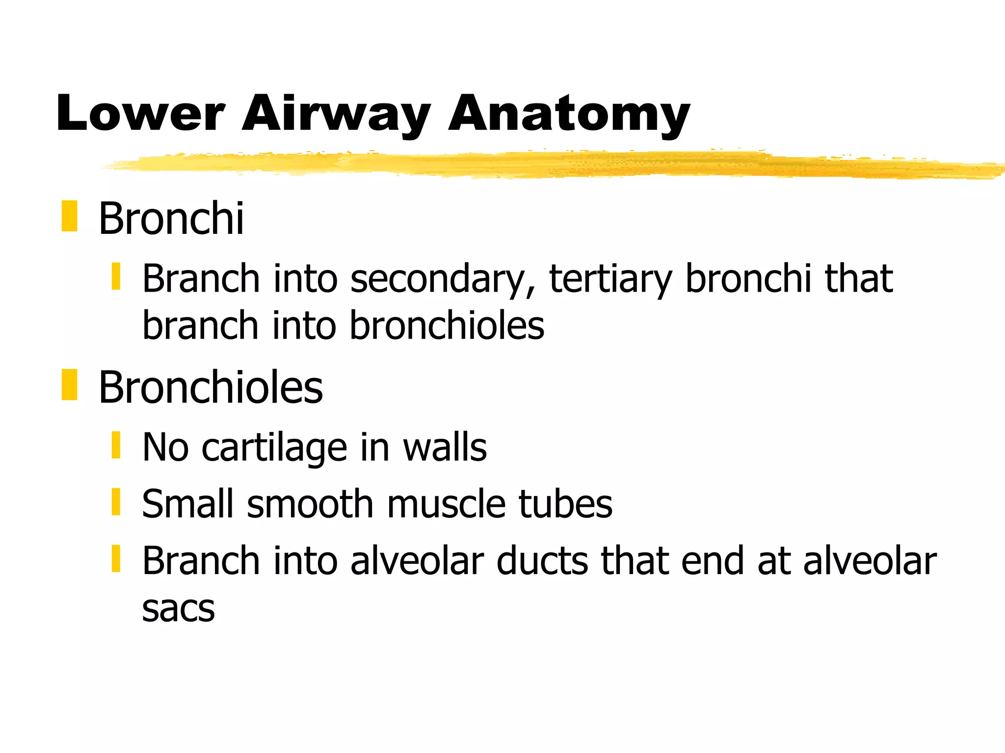 Lower Airway Anatomy Bronchi Branch into secondary, tertiary bronchi that branch into bronchioles Bronchioles No cartilage in walls Small smooth muscle tubes Branch into alveolar ducts that end at alveolar sacs 